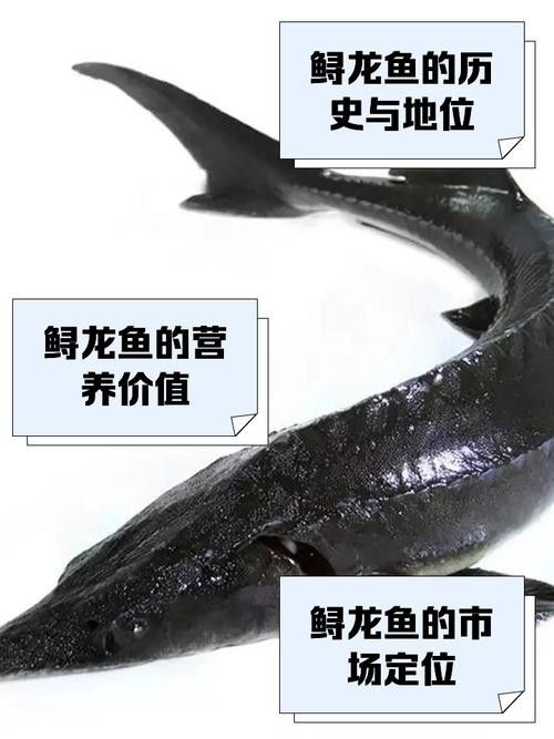 鱘龍魚長啥樣