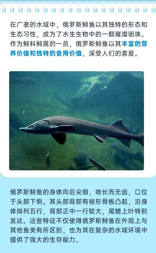 鱘龍魚長啥樣