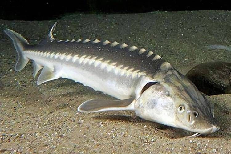 鱘龍魚長啥樣