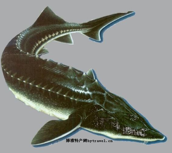 鱘龍魚長啥樣