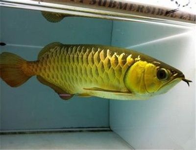 最好的金龍魚品種和價格是多少錢一條啊（金龍魚中最好的品種及其價格信息過背金龍魚價格差異）