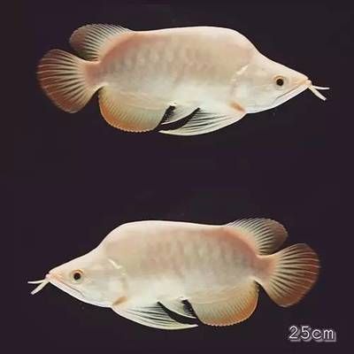 福龍魚有哪幾種（福龍魚中的一種特殊體型，不是獨立的品種分類，而是它）
