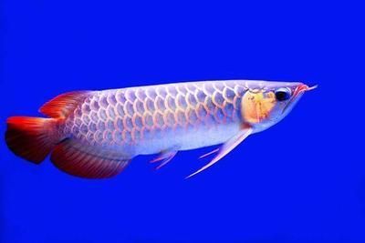 福龍魚有哪幾種（福龍魚中的一種特殊體型，不是獨立的品種分類，而是它）
