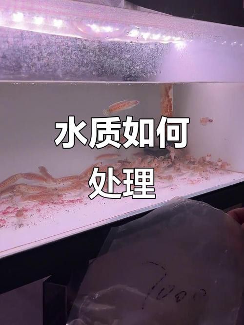如何預(yù)防雷龍魚感染腹水病？