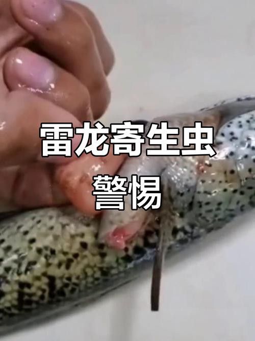 如何預(yù)防雷龍魚感染腹水病？