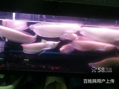 龍魚在線，網(wǎng)上哪家賣龍魚最好：網(wǎng)上哪家賣龍魚最好網(wǎng)上哪家賣龍魚最好