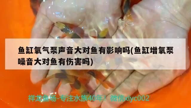 龍魚出水口對著吹會累死嗎：龍魚出水口對著空氣吹，不會對它們造成傷害