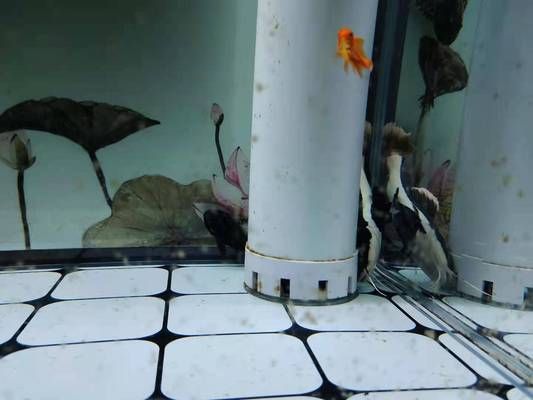 龍魚出水口對著吹會累死嗎：龍魚出水口對著空氣吹，不會對它們造成傷害