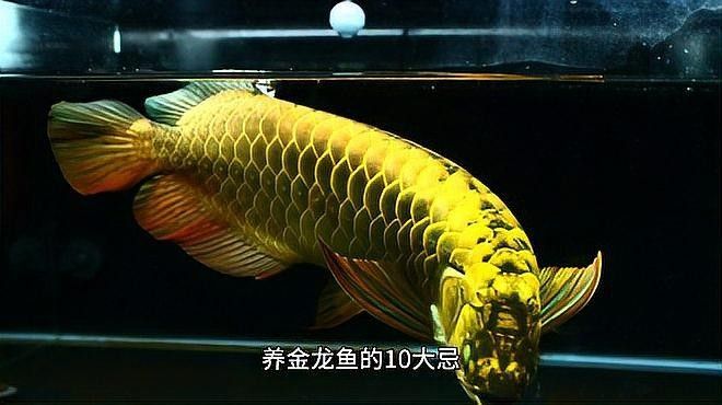 金龍魚苗的飼養(yǎng)注意事項有哪些？