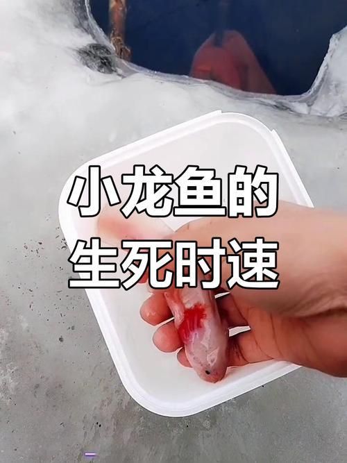 龍魚生病了的表現圖片
