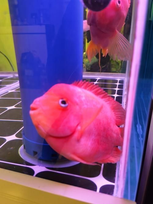 龍魚生病了的表現圖片