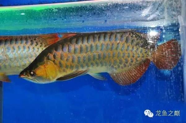 金龍魚哪產的好吃：金龍魚的產地主要分布在馬來西亞半島、新加坡和印度尼西亞等地