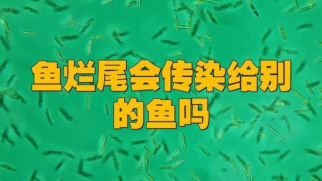龍魚爛尾會傳染嗎？