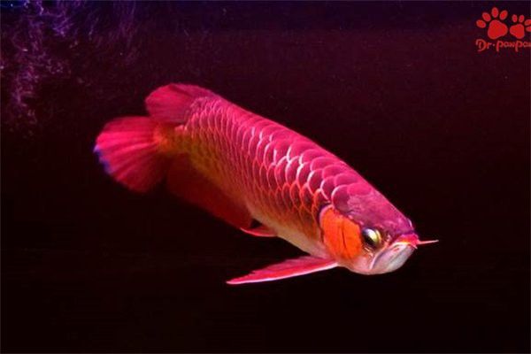 龍魚爛尾會傳染嗎？