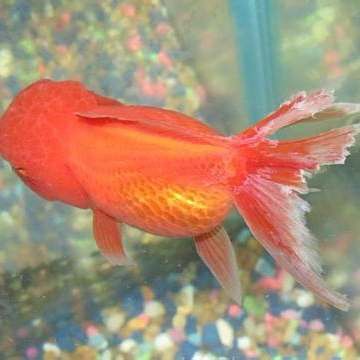 龍魚爛尾會傳染嗎？