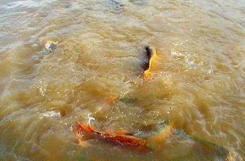 星點(diǎn)龍魚(yú)吃什么最好：星點(diǎn)龍魚(yú)吃什么最好星點(diǎn)龍魚(yú)吃什么最好