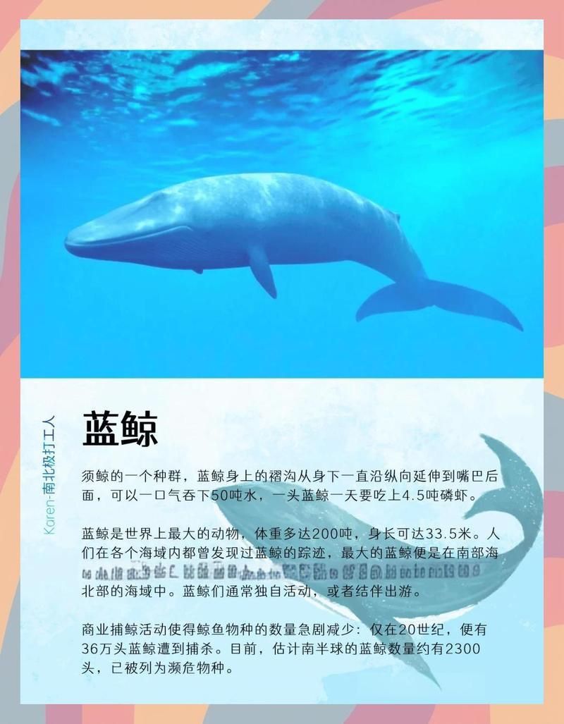 鯨魚大小排名1到100