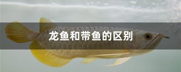 龍魚可以吃海鮮嗎，龍魚吃海鮮需要注意什么？