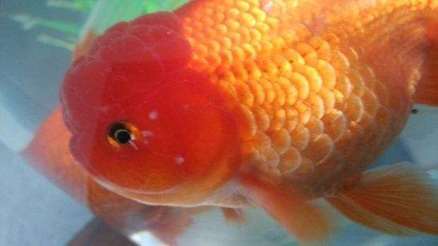 紅龍魚背上有白點怎么治