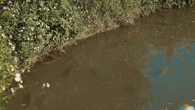臻龍殿的龍魚好不好（“臻龍殿的龍魚好不好”可以嘗試通過以下渠道獲取信息）