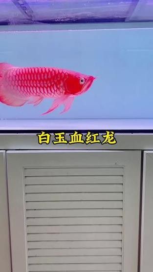 紅龍魚哪個品種好養(yǎng)活一點