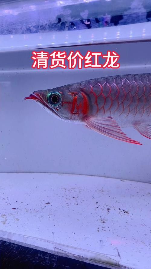 紅龍魚哪個品種好養(yǎng)活一點