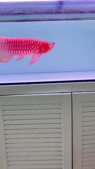 紅龍魚哪個品種好養活一點