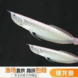 龍魚咬配魚吧腮蓋撐起來了：龍魚咬配魚會導致配魚的健康問題