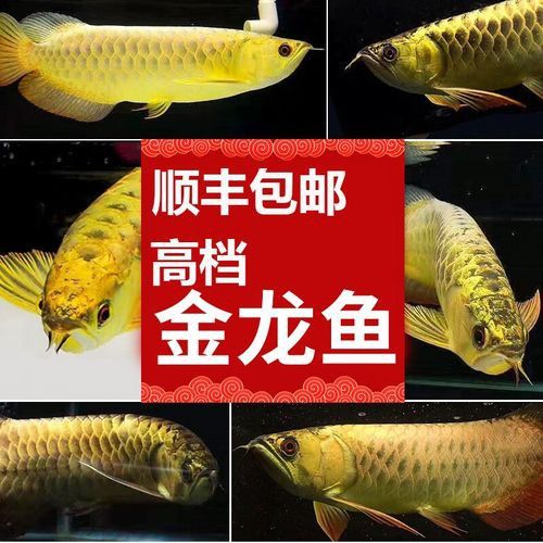 紅龍魚幼魚是什么顏色的圖片和價(jià)格