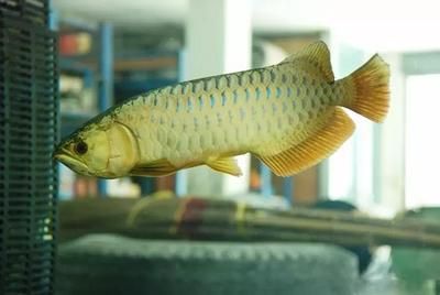 龍魚背上有白色絮狀物是什么：龍魚背上有白色絮狀物是什么原因 龍魚背上有白色絮狀物是什么：龍魚背上有白色絮狀物是什么原因 龍魚百科 第2張