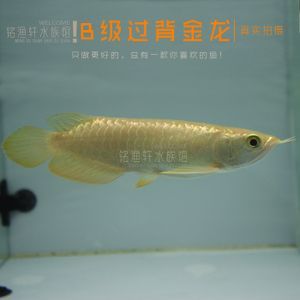 金龍魚a級過背是什么意思：\"金龍魚a級過背是什么意思