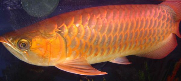 過背龍魚和高背龍魚的區別：過背龍魚和高背龍魚是兩種不同的龍魚品種，養魚愛好者應該根據自己的喜好和經濟能力決定