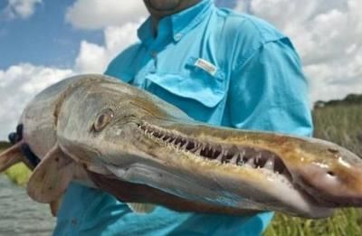 一條食人魚可以與龍魚混養嗎：食人魚與龍魚混養的注意事項，
