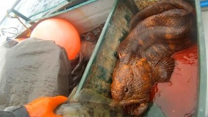 釣魚玩法技巧教如何釣金龍魚(北冥仙境：捉龍魚玩法技巧教如何釣金龍魚(北冥仙境如何釣金龍魚