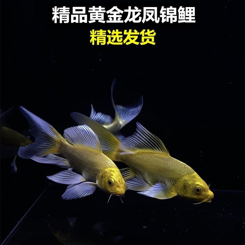 龍魚缸長綠色青苔怎么辦：龍魚缸長綠色青苔怎么辦龍魚缸長綠色青苔怎么處理