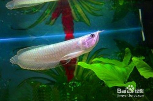 銀龍魚(yú)怎么養(yǎng)才能又白又亮（銀龍魚(yú)的飼養(yǎng)技巧）
