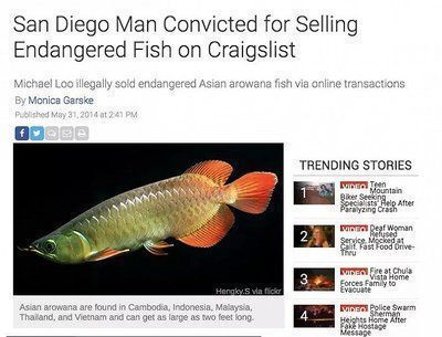龍魚停止進口的原因是什么（龍魚停止進口的原因）
