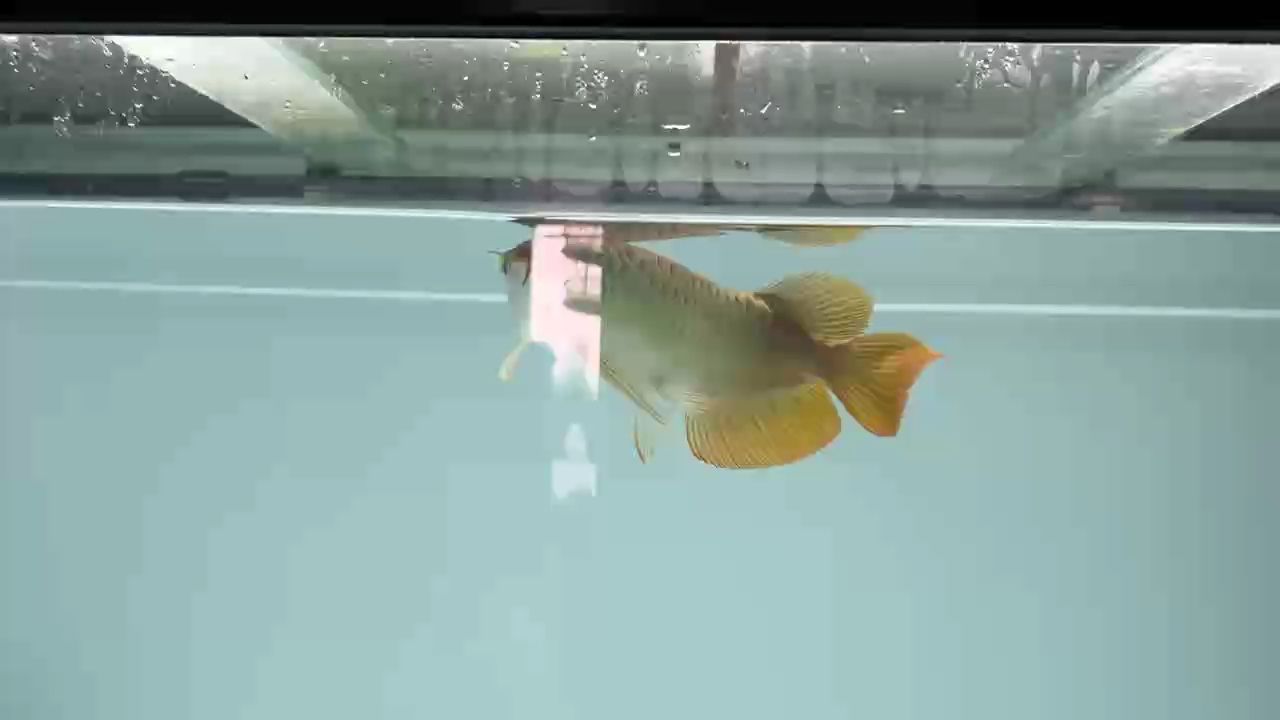 龍魚發色什么時間最佳：關于龍魚發色的問題