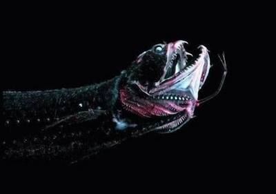 被龍魚咬一口有事嗎（被龍魚咬了一口會(huì)怎么樣）