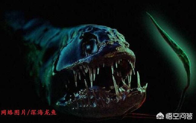 被龍魚咬一口有事嗎（被龍魚咬了一口會(huì)怎么樣）