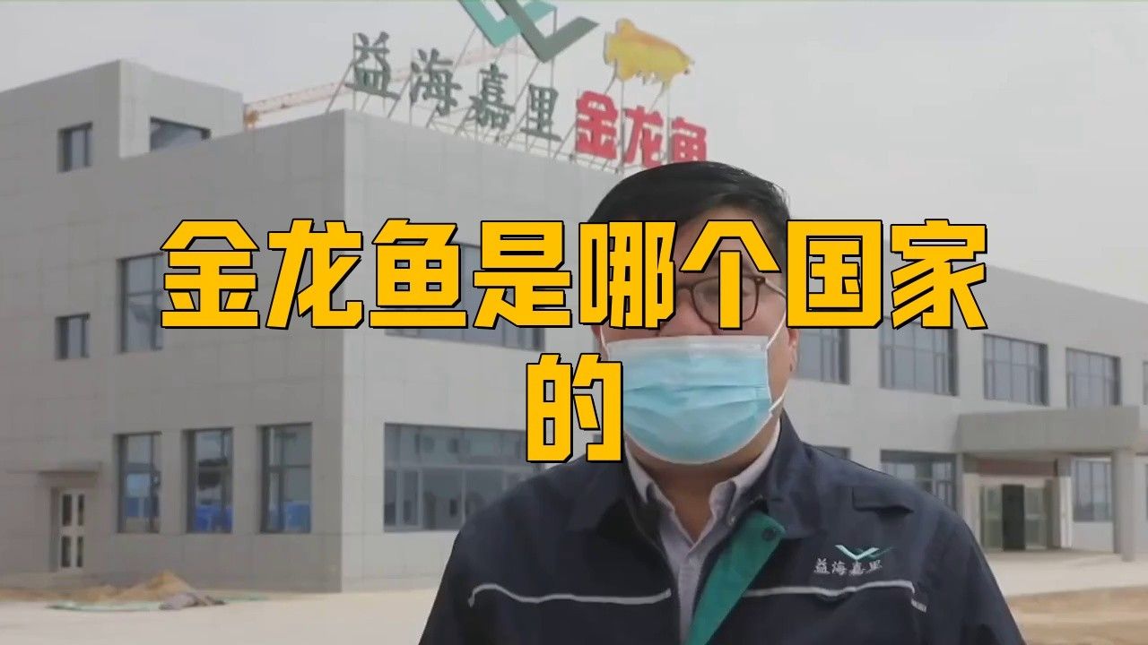 金龍魚背景圖片素材無水印