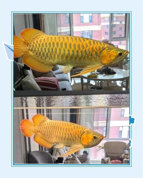 龍魚風(fēng)水區(qū)分圖