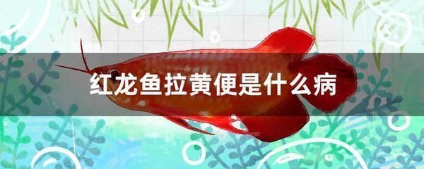 龍魚的糞便是什么顏色