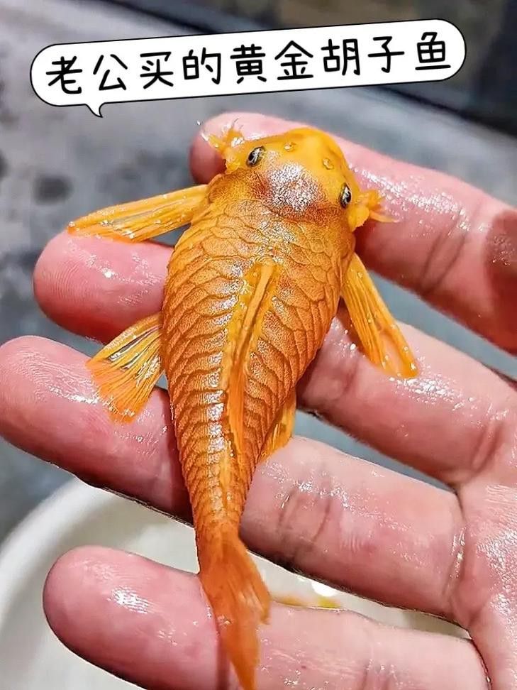 金龍魚擺件多久清潔一次合適
