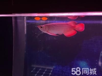 紅龍魚和金龍魚哪個好釣一點兒：紅龍魚和金龍魚哪個好釣一點兒兒
