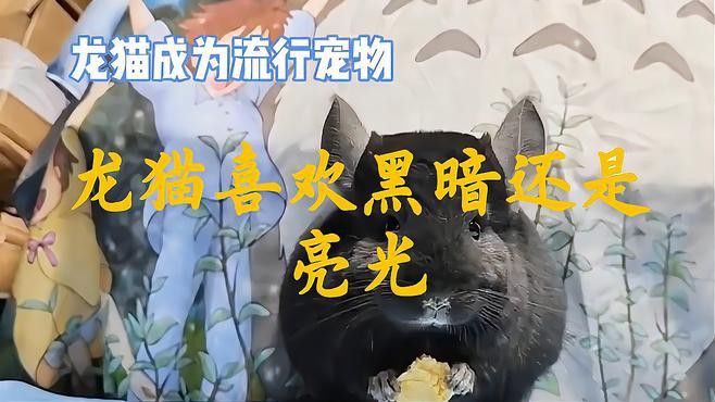 如何訓練龍貓晚上不叫？