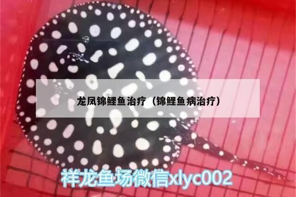 龍鳳鯉魚疾病早期識別方法：龍鳳鯉魚常見寄生蟲病預(yù)防龍鳳鯉魚爛鰓病治療方法