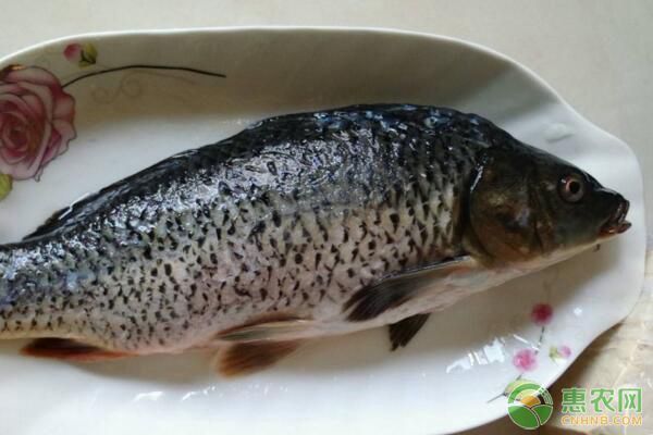 龍鳳鯉魚疾病早期識別方法：龍鳳鯉魚常見寄生蟲病預(yù)防龍鳳鯉魚爛鰓病治療方法