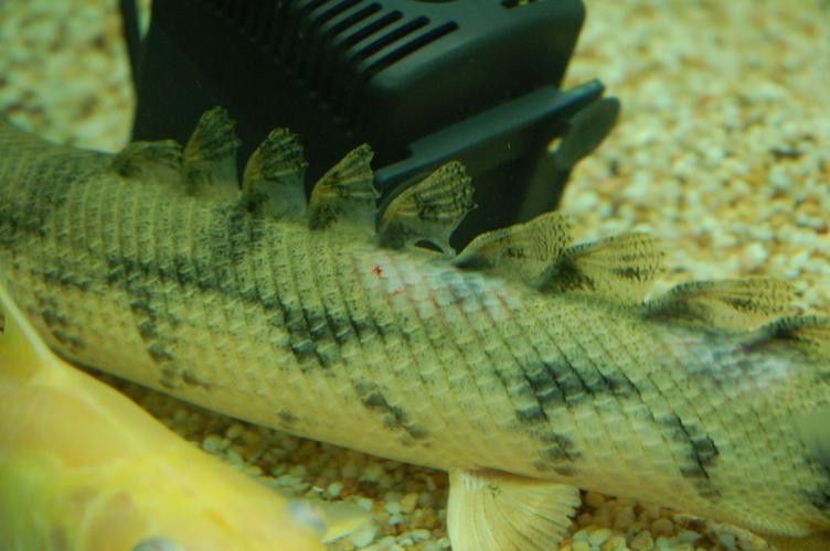 虎紋恐龍魚是熱帶魚嗎圖片