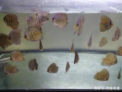 龍魚幼魚怎么養殖方法和技巧：龍魚幼魚怎么養殖環境需要滿足其特定的生活習性和水質要求